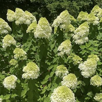 Amazon.com : Lime Hydrangea Plant Live for Planting, 7-10